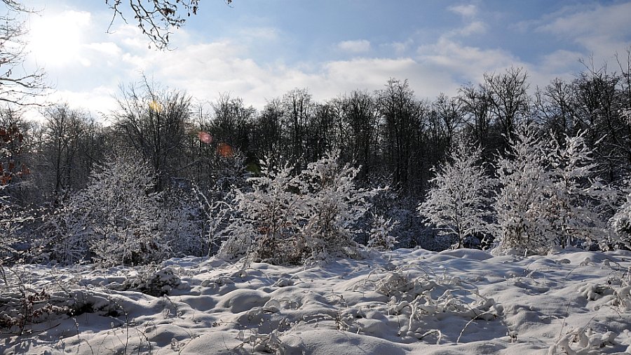 vinter gråsten skov 3